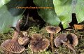 Hodophilus atropunctus-amf34